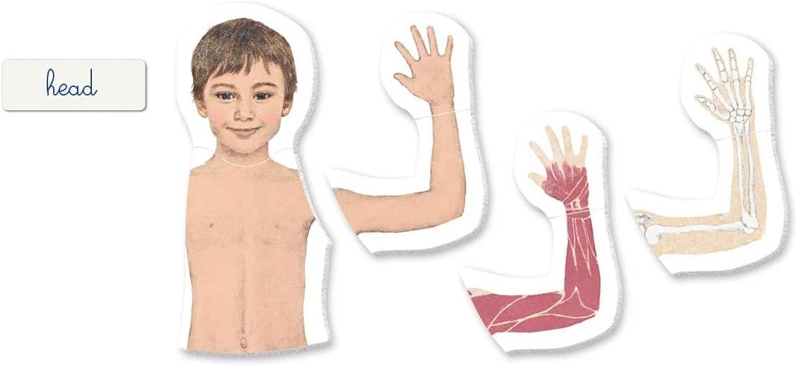 Montessori Human body Learning Toy