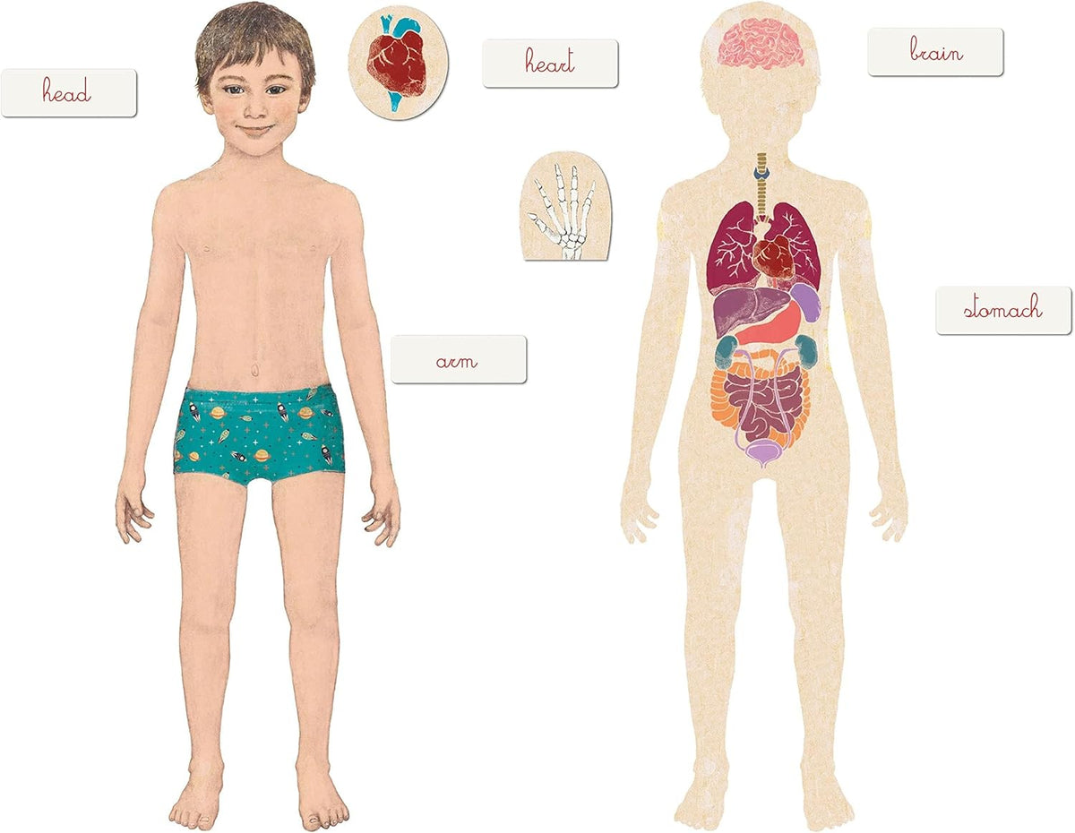 Montessori Human body Learning Toy