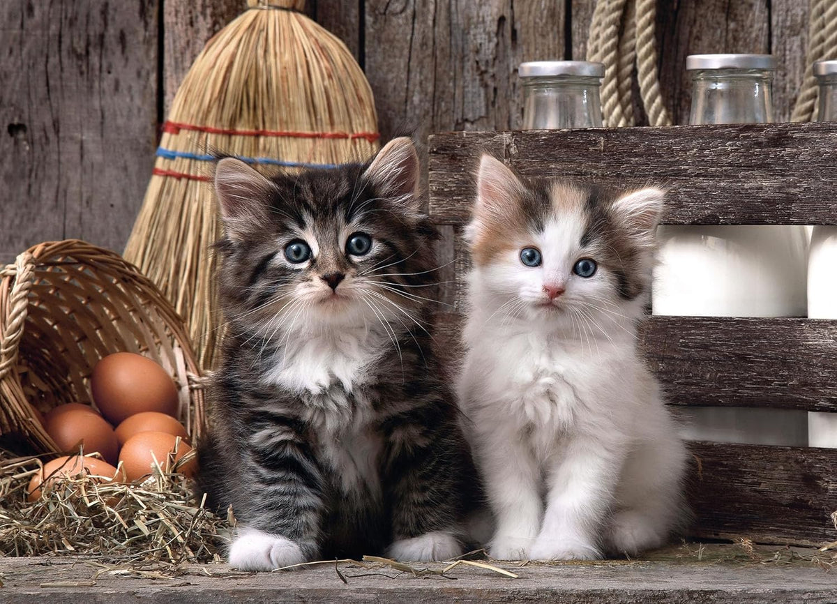 Adult Puzzle PZL 1000 HQC LOVELY KITTENS